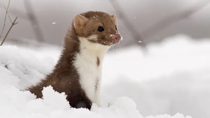 Stone Marten