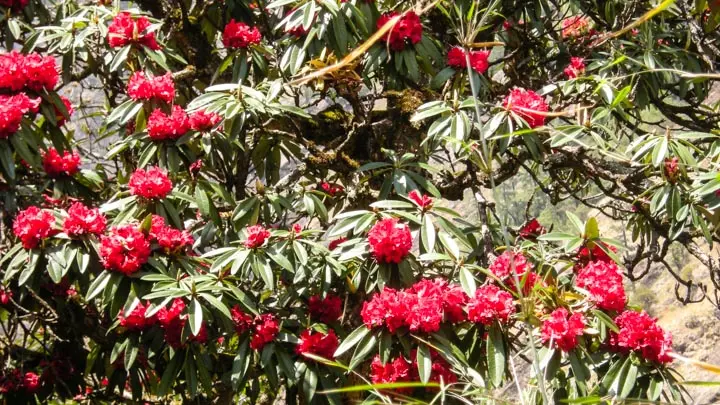 Tree Rhododendron