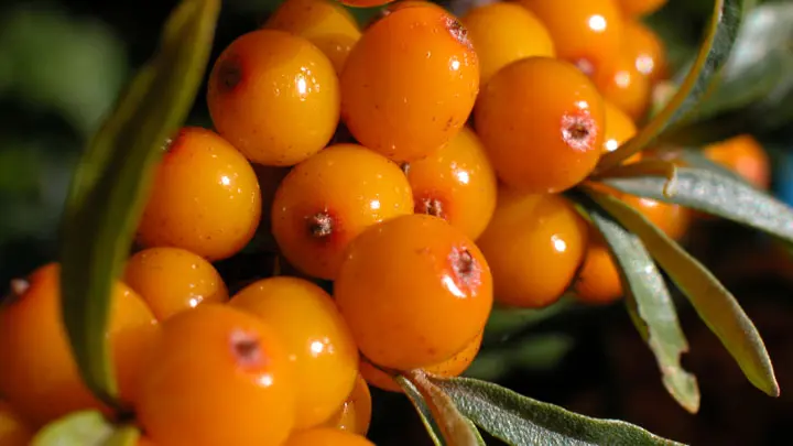 Himalayan Buckthorn