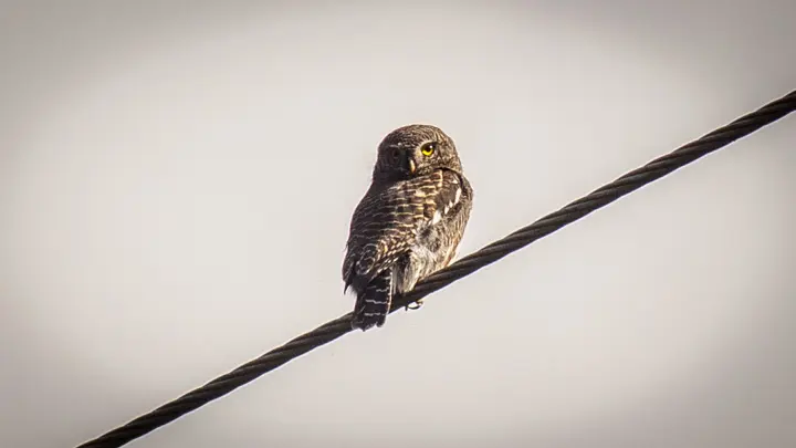 Asian Barred Owlet