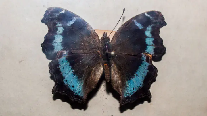 Blue Admiral