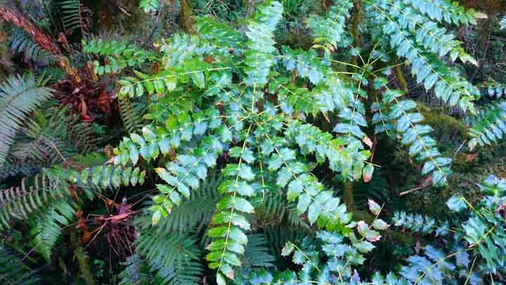 Nepal Mahonia