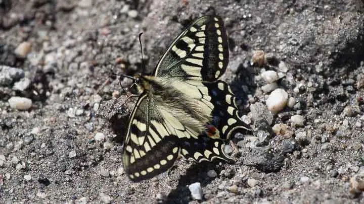 Lime Swallowtail