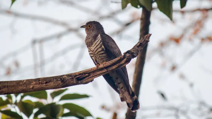 Indian Cuckoo