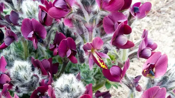 Black Pea