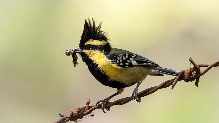 Black Lored Tit
