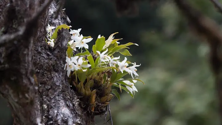 Shining Coelogyne