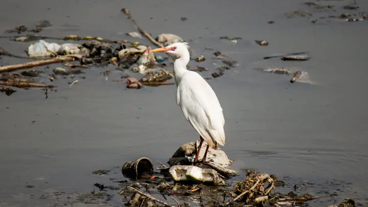 Cattle Egret