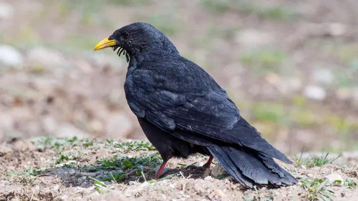Yellow Billed Chough