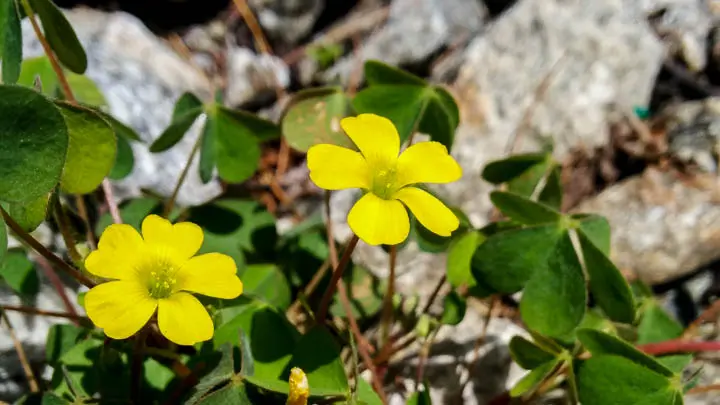 Creeping Oxalis
