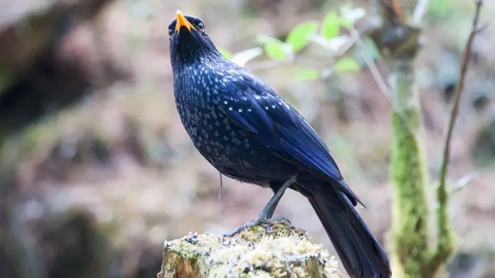 Blue Whistling Thrush