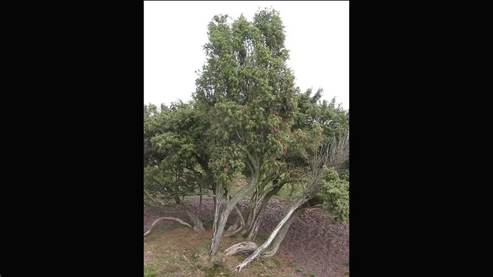 Common Juniper