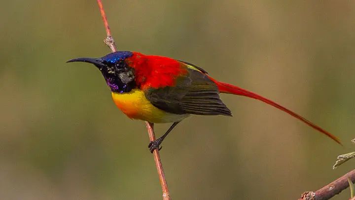 Fire Tailed Sunbird
