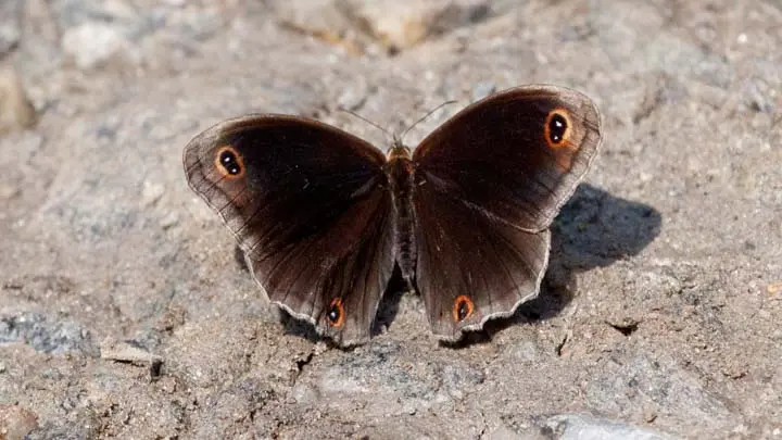 East Himalayan Pallid Argus