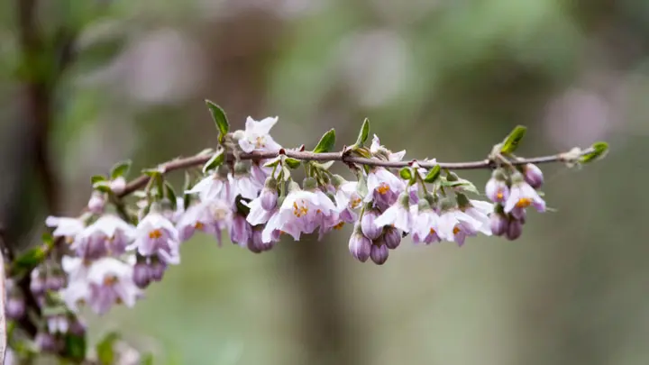 Bhutan Deutzia