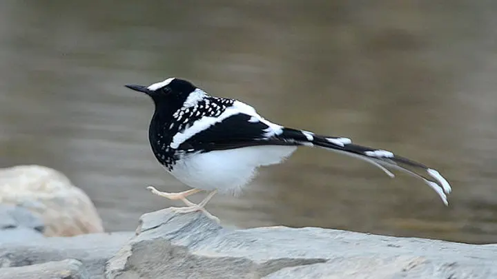 Spotted Forktail