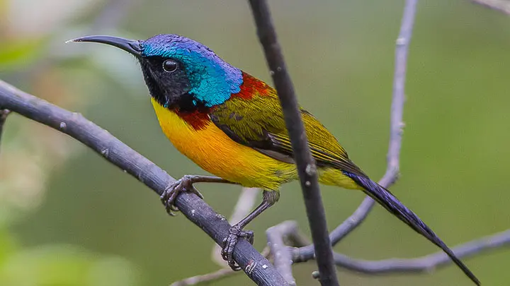 Green Tailed Sunbird