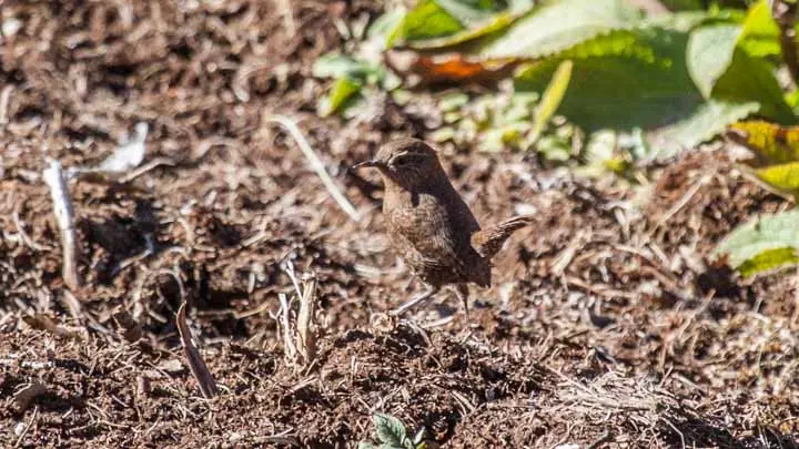 Northern Wren