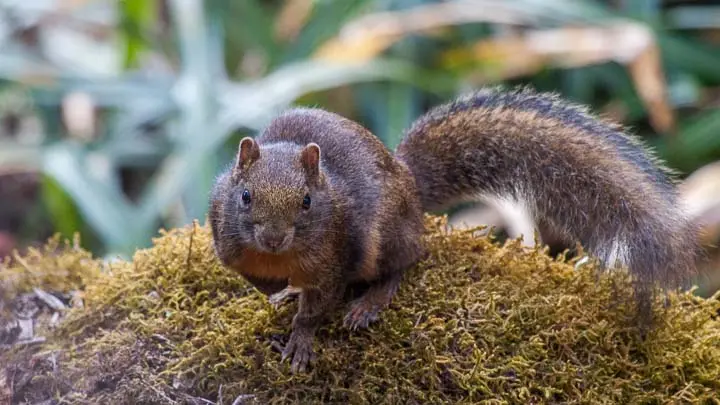 Orange Bellied Himalayan Squirrel