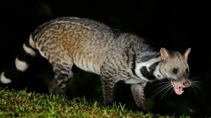 Large Indian Civet