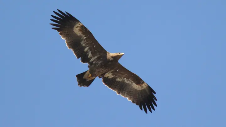 Steppe Eagle