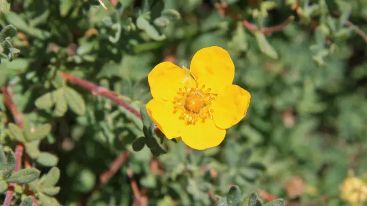 Shrubby Cinquefoil