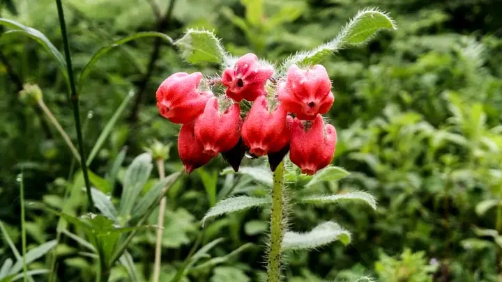 Onosma