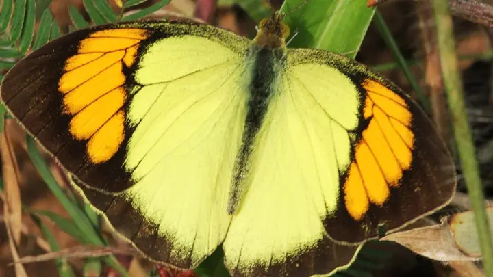 Yellow Orange Tip