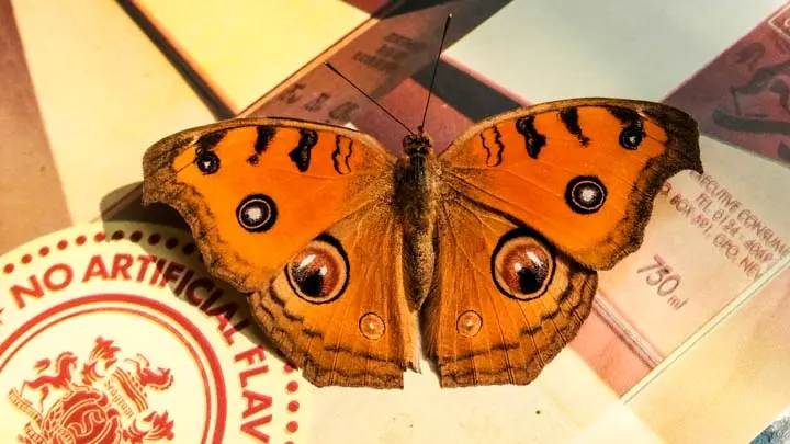 Peacock Pansy