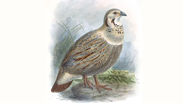 Himalayan Snowcock