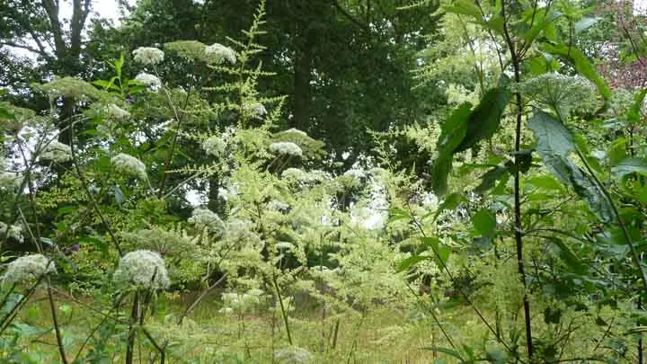 River Astilbe