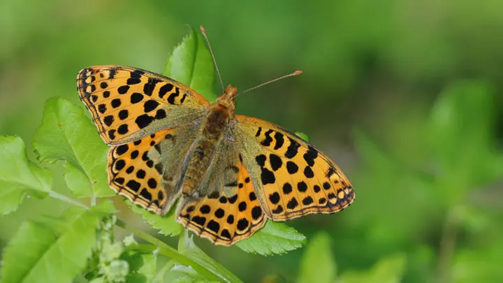 Queen Of Spain Fritillary