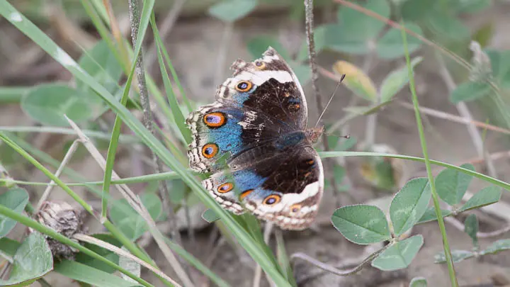 Blue Pansy