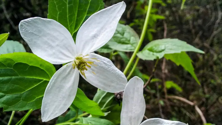 Anemone Clematis