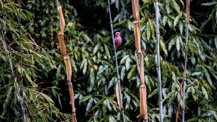 Cane Bamboo