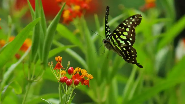 Tailed Jay