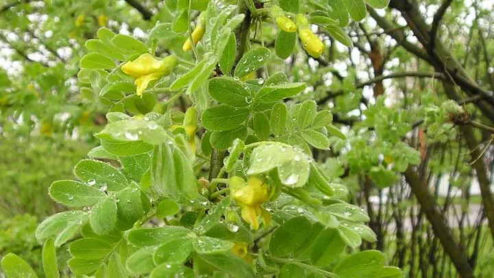 Caragana Sps