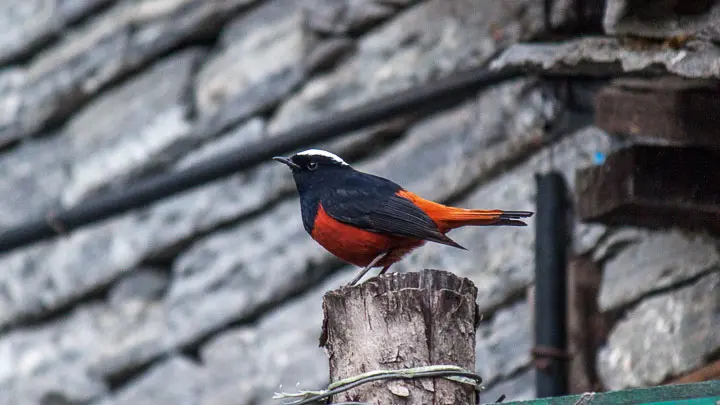 White Capped Redstart
