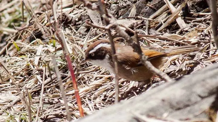 White Browed Fulvetta