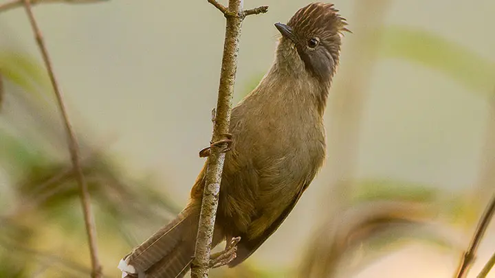 Hoary Throated Barwing