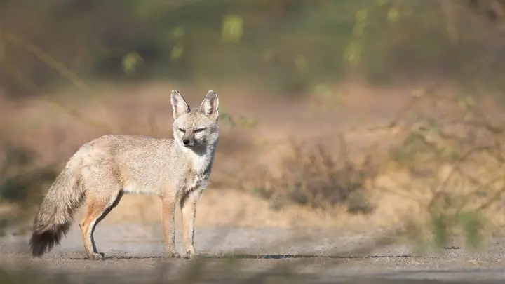 Indian Fox