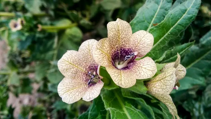 Henbane