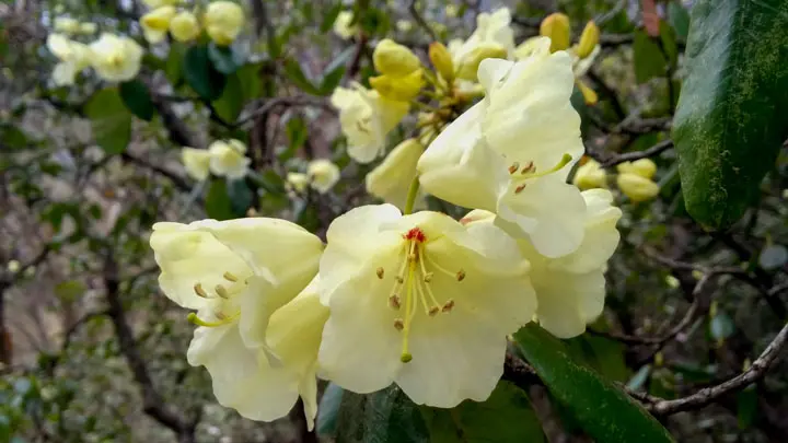 Curved Fruit Rhododendron