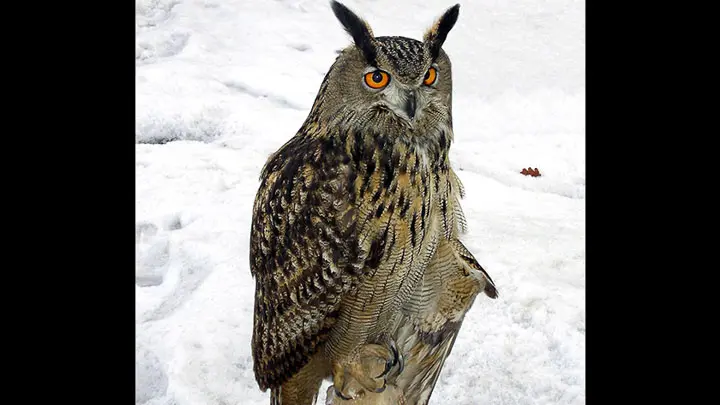 Eurasian Eagle Owl