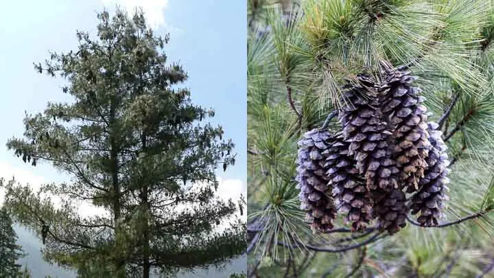 Blue Pine