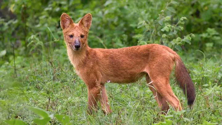 Dhole