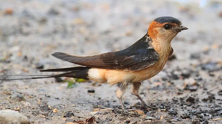 Red Rumped Swallow