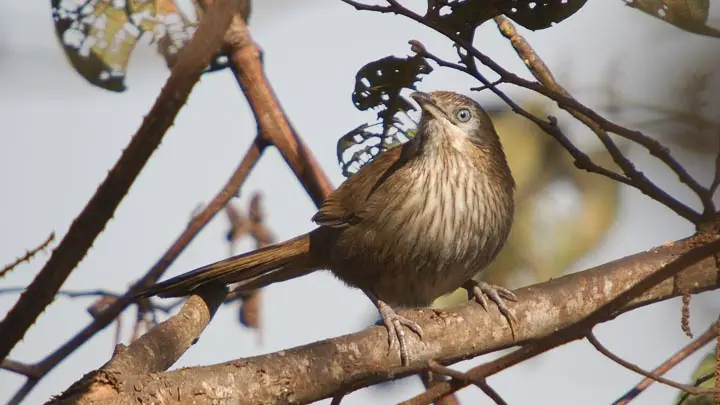 Spiny Babbler