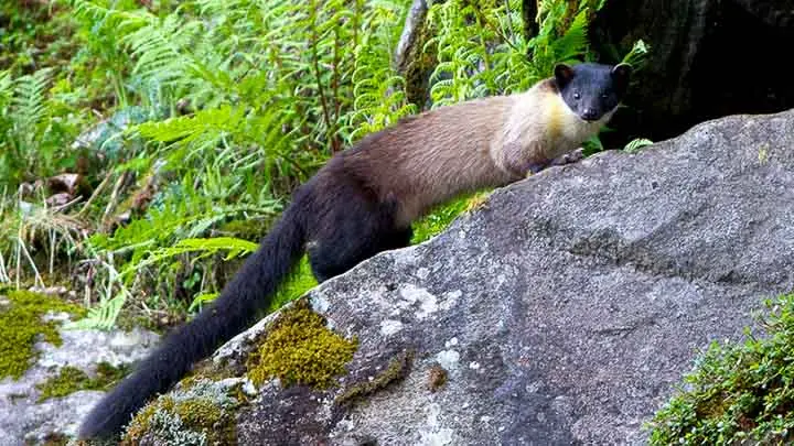 Yellow Throated Marten