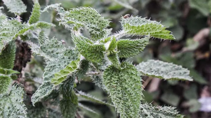 Stinging Nettles
